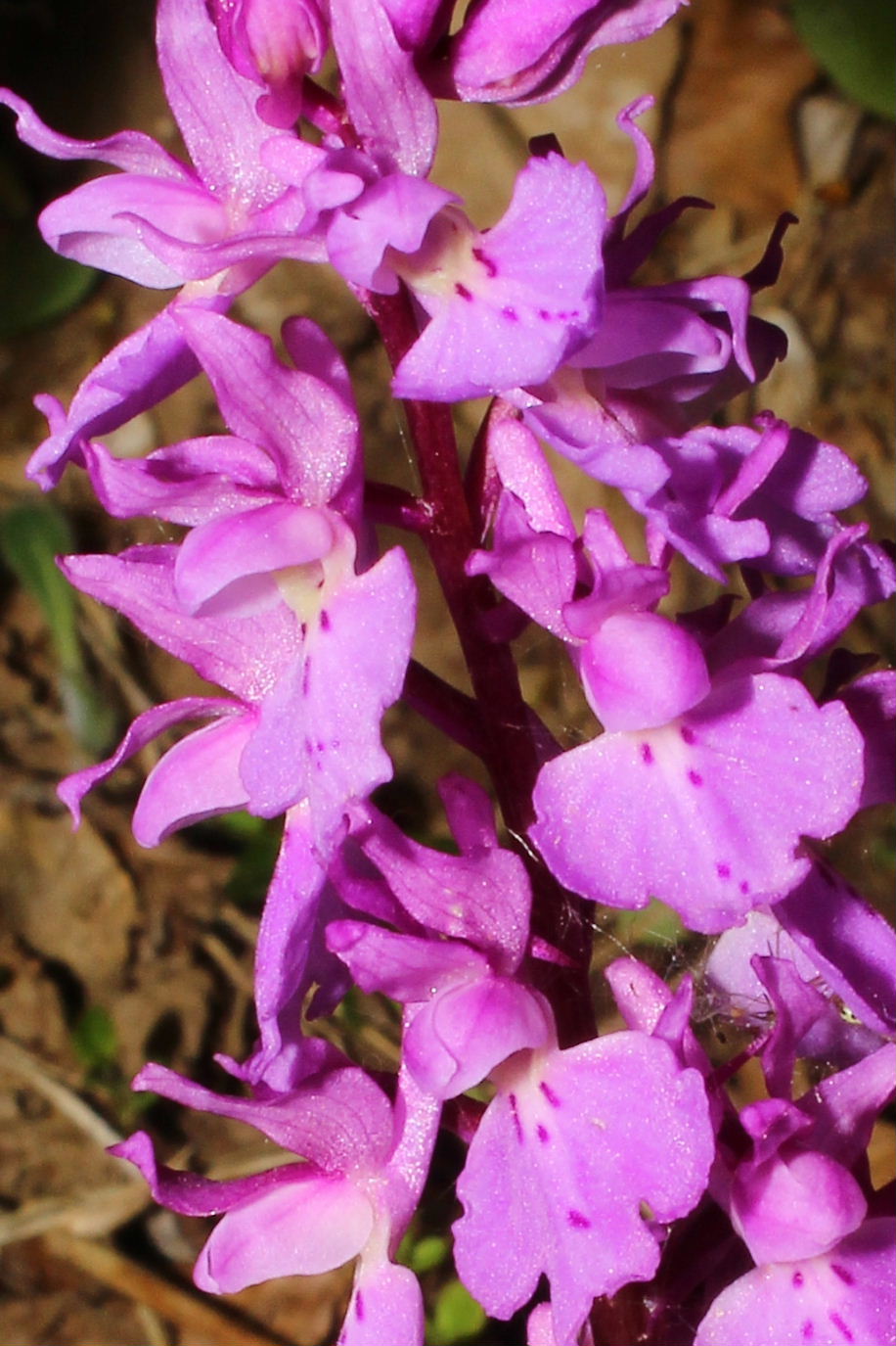 Orchis mascula subsp. speciosa